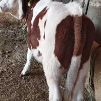 گوساله نر سیمیتال|حیوانات مزرعه|بکتاش, |دیوار