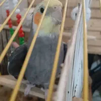 عروس هلندی نروماده باقفس
