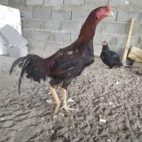 تخم لاری از این مجموعه