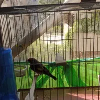 سهره نر کار داده با مادشم میفرشم آماده و نشان دار