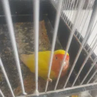 طوطی کوتوله برزیلی یکساله عالیشهر|پرنده|بوشهر, |دیوار