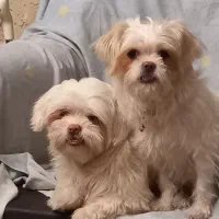 گمشده سگ شیتزو