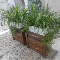 گل طبیعی