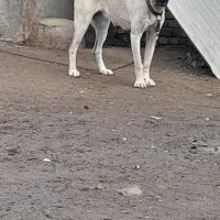طوله ماده