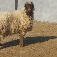 بره قوچ هترو از میش و گوسفند اصلاح شده|حیوانات مزرعه|ایوان, |دیوار