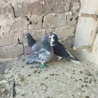 کفتر پرشی|پرنده|تربت‌حیدریه, مسجد جامع|دیوار