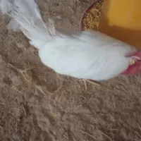 ۷عدد خروس سفید رنگ جهت خون کردن جلو ماشین و....