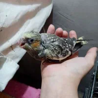 جوجه عروس سرلاکی (بازدید شهر جویبار )