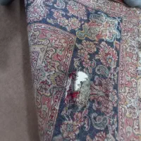 فرش ۷۰۰شانه مشهد|فرش|نسیم‌شهر, |دیوار