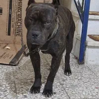 پیت بول اصیل|سگ|رشت, شهرک صبا|دیوار