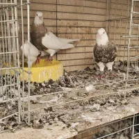 کبوتر طوقی
