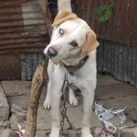 واگذاری سگ... توله هاسکی و چوپان