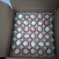 تخمه مرغ محلی (اورگانیک)