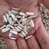 تخمه آفتابگردان درجه یک کلی|خوردنی و آشامیدنی|نیشابور, شهرک قدس|دیوار