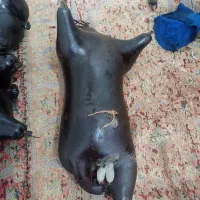 هیزه ی درجه یک|ظروف نگهدارنده، پلاستیکی، یک‌بارمصرف|جوانرود, |دیوار