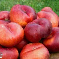 فروش نهال شلیل انجیری