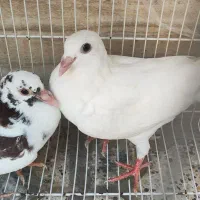 جوجه کرمونی