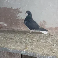 کفتر|حیوانات|سبزوار, پیروزی|دیوار