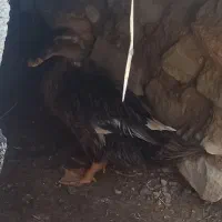 اردک|حیوانات مزرعه|وحدتیه, |دیوار