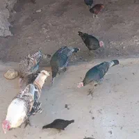 بوقلمو|حیوانات مزرعه|گوآور, |دیوار