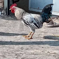 سه عدد خروس گلین|حیوانات مزرعه|برخوار, |دیوار