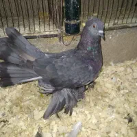 انواع کبوتر فروش