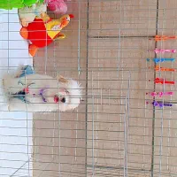 سگ بامزه|سگ|قم, شاه ابراهیم|دیوار