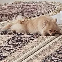 سگ پامر|سگ|شاهینشهر, خانه کارگر|دیوار