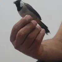 قناری اهلی نر