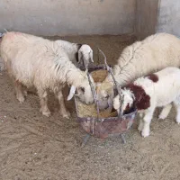 میش بره دار|حیوانات مزرعه|بهبهان, |دیوار