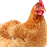 مرغ تخم گذار