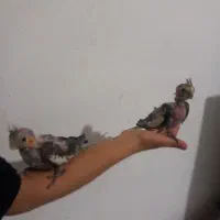 عروس هلندی سرلاکی به همراه پدر ومادر