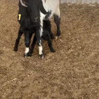 بز دوقلو باکهره دوقلو|حیوانات مزرعه|مرودشت, ده بید|دیوار