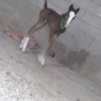 خرید و فروش اسب پالانی