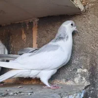 ۱۷تا کفتر رنگه|پرنده|مشهد, ابوذر|دیوار