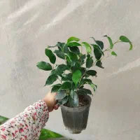 انواع گل بنجامین ابلق بلک لیمویی در چند سایز|گل و گیاه طبیعی|مرودشت, استادیوم‎|دیوار