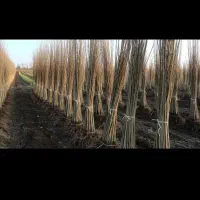 فروش نهال صنوبر|خدمات باغبانی و درختکاری|کوهنجان, |دیوار