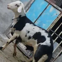 گوسفند قوچ