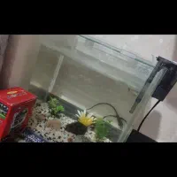 آکواریوم شیشه خم