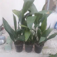 فروش تعدادی گلدان گل ابایی