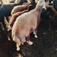 قوچ شیشک بروجردی