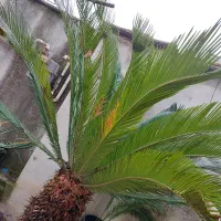 سیکاس دو متری|گل و گیاه طبیعی|رشت, معلم|دیوار