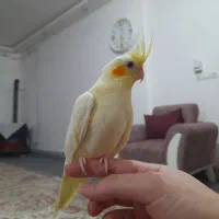 عروس هلندی|پرنده|خان ببین, |دیوار