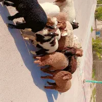 بره نر و ماده