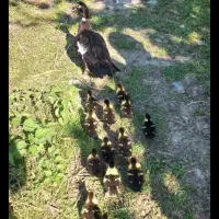 ۸تا جوجه اردک اسراییلی سه روزه با مادر