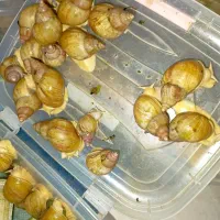 حلزون|خزنده|شیراز, شهرک فرهنگیان|دیوار