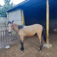 اسب زیبای ترکمن اصیل نژاد دار