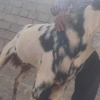 نر بز پنجابی اصل پاکستان|حیوانات مزرعه|هامون, |دیوار