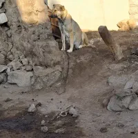 سگ ماده سرابی|سگ|اردبیل, |دیوار