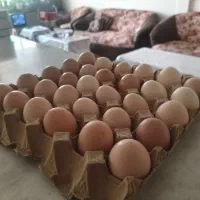 تخم مرغ محلی|خوردنی و آشامیدنی|نیشابور, گمنام غربی|دیوار